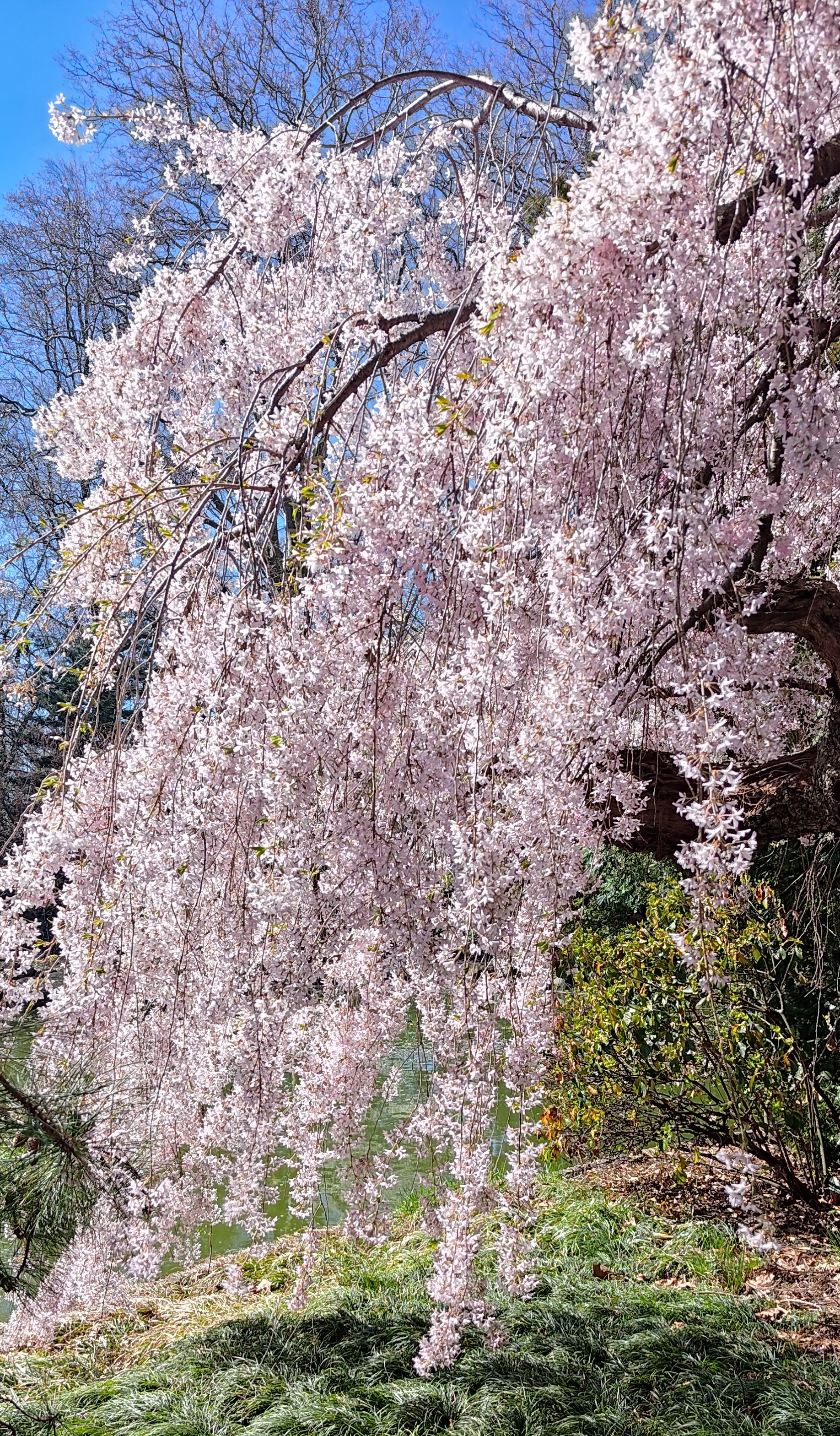 pendula