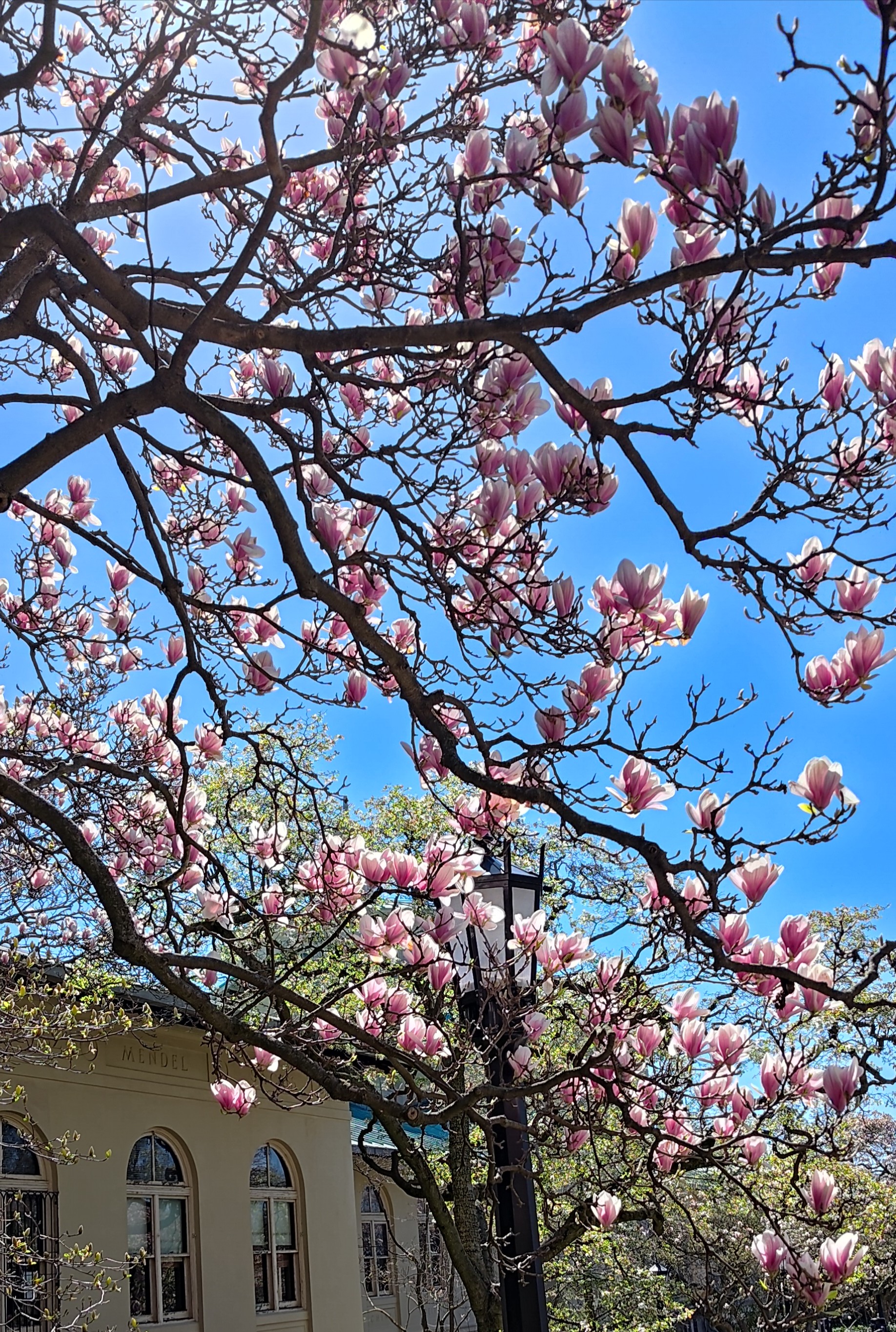 tree