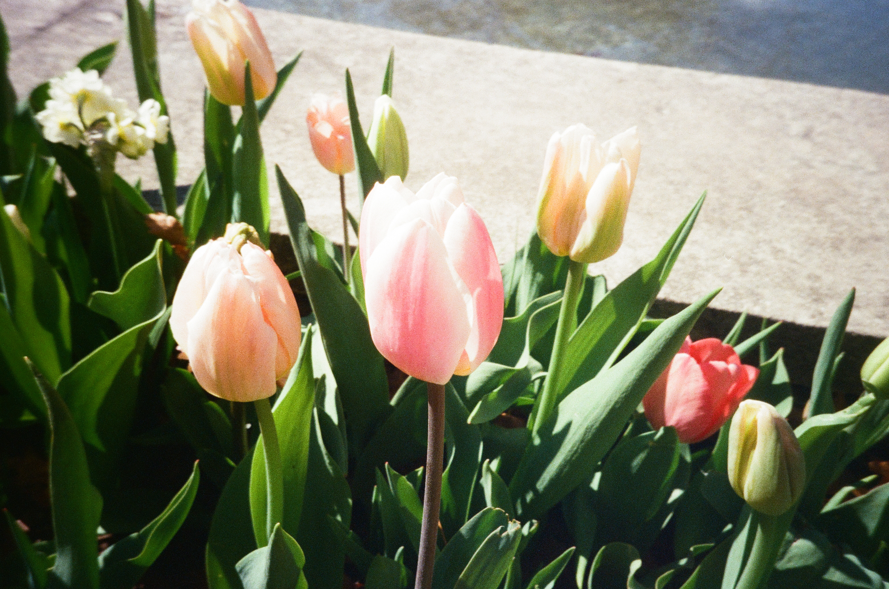 tulip