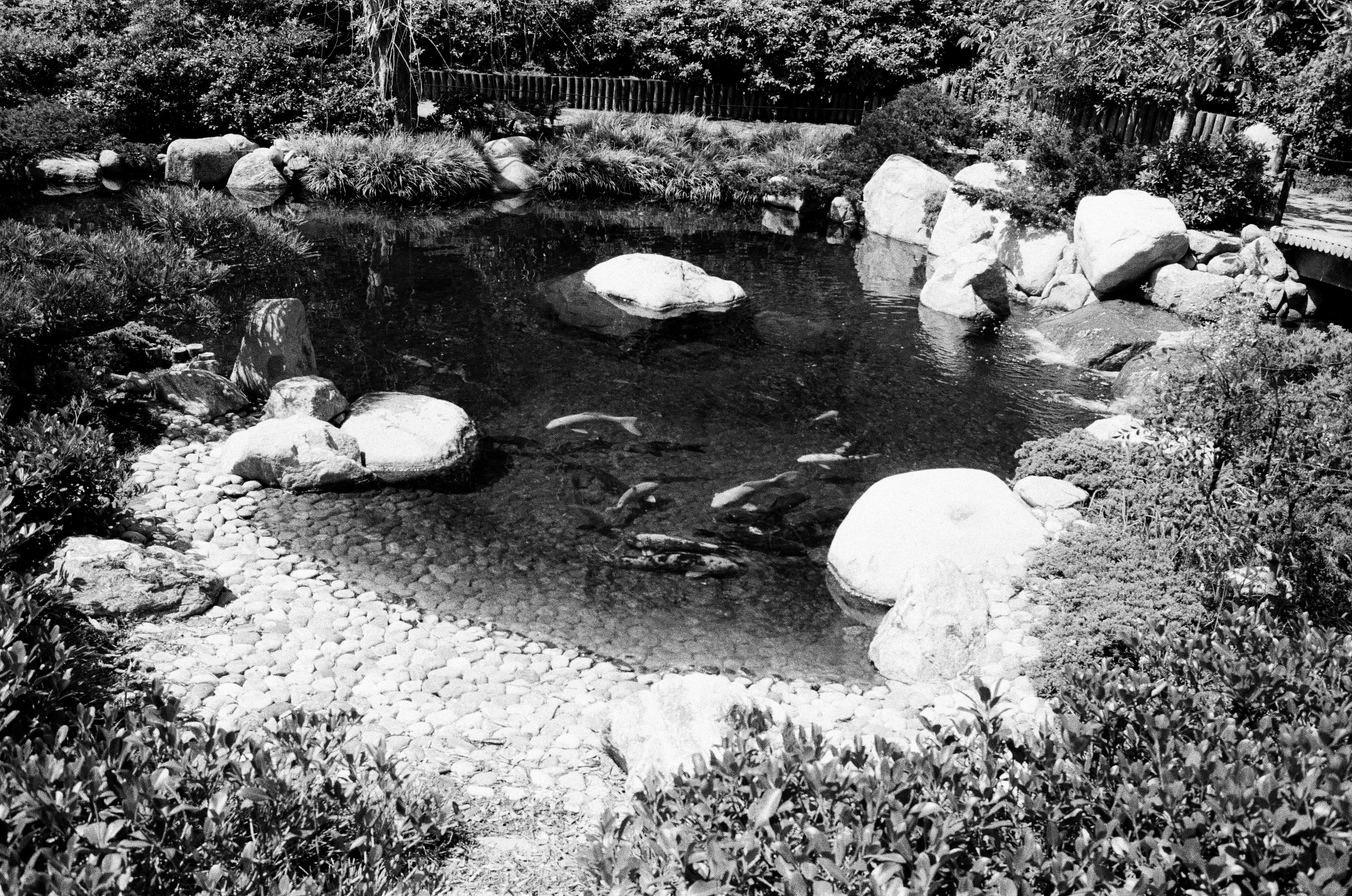 koi
